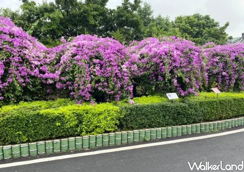 泰山楓樹河濱公園「紫色蒜香藤」 / WalkerLand窩客島整理提供 未經許可不可轉載