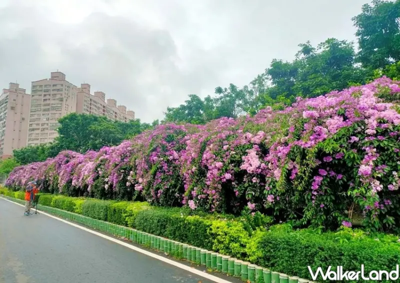 泰山楓樹河濱公園「紫色蒜香藤」 / WalkerLand窩客島整理提供 未經許可不可轉載