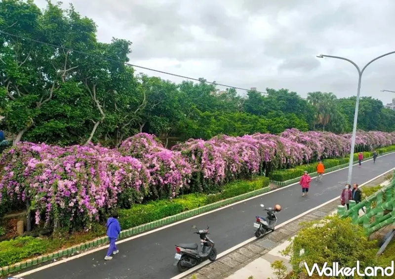 泰山楓樹河濱公園「紫色蒜香藤」 / WalkerLand窩客島整理提供 未經許可不可轉載