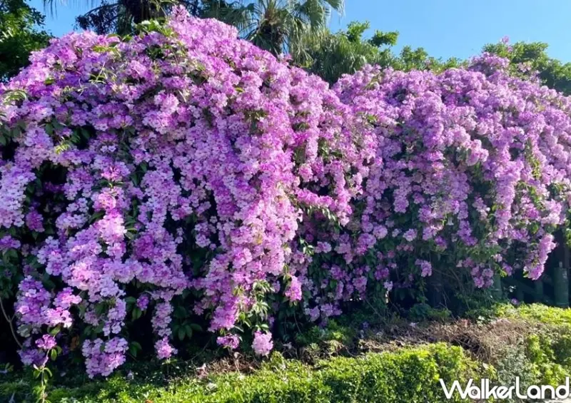 泰山楓樹河濱公園「紫色蒜香藤」 / WalkerLand窩客島整理提供 未經許可不可轉載