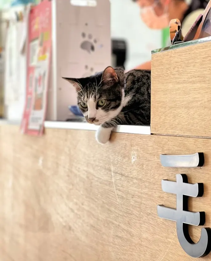 毛來了Furry Furry 寵物餐廳 青埔寵物友善餐廳