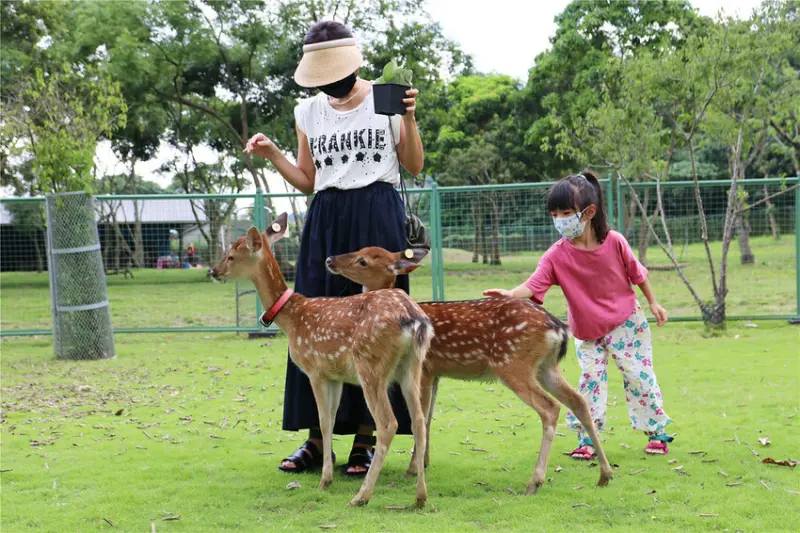  逐鹿傳說梅花鹿園/ WalkerLand窩客島整理提供 未經許可不可轉載