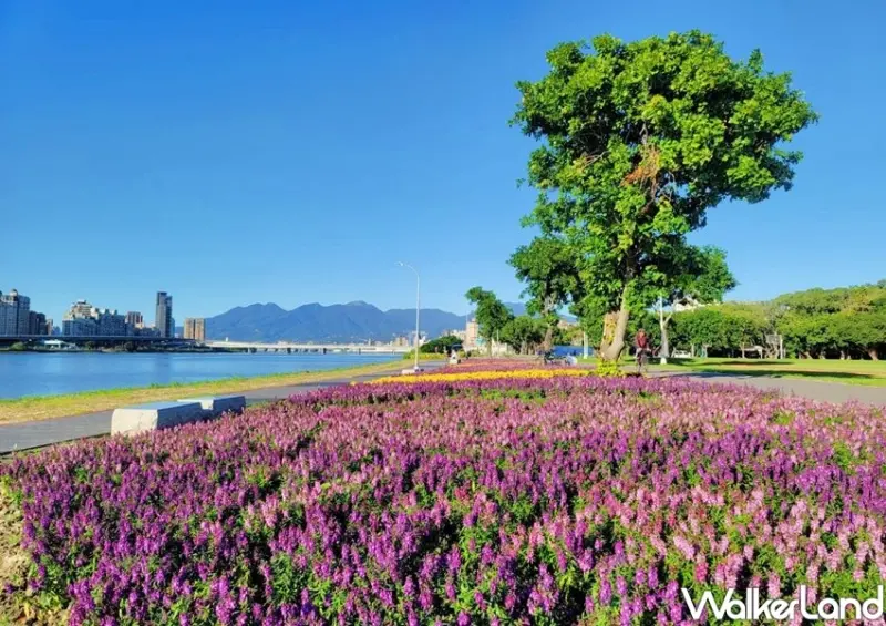 延平河濱公園花海 / WalkerLand窩客島整理提供 未經許可不可轉載