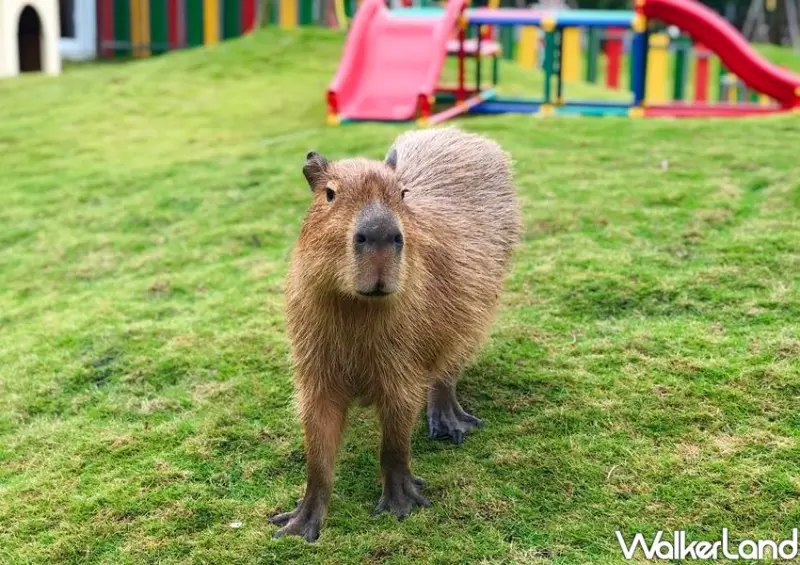 斑比山丘 / WalkerLand窩客島整理提供 未經許可不可轉載