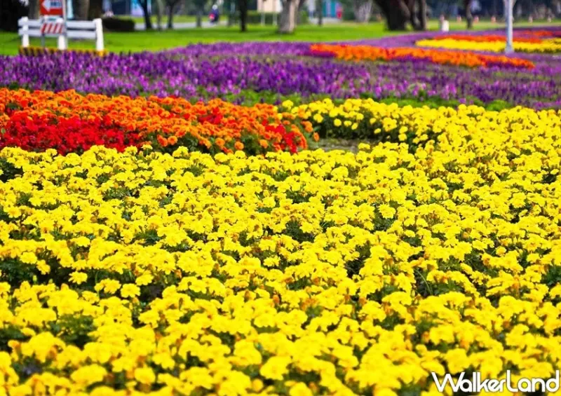 延平河濱公園花海 / WalkerLand窩客島整理提供 未經許可不可轉載