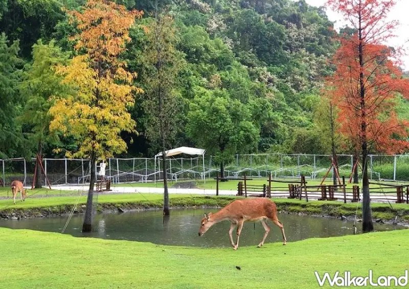 斑比山丘 / WalkerLand窩客島整理提供 未經許可不可轉載