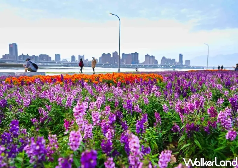 延平河濱公園花海 / WalkerLand窩客島整理提供 未經許可不可轉載