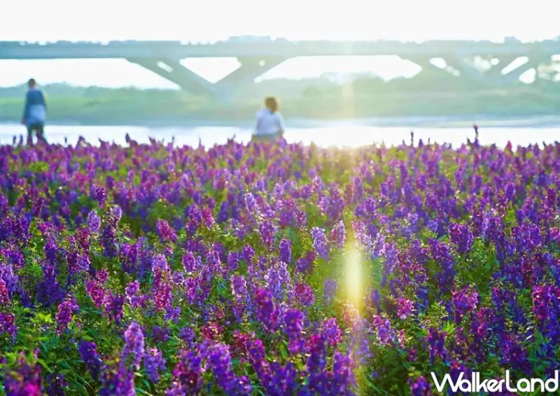 延平河濱公園花海 / WalkerLand窩客島整理提供 未經許可不可轉載