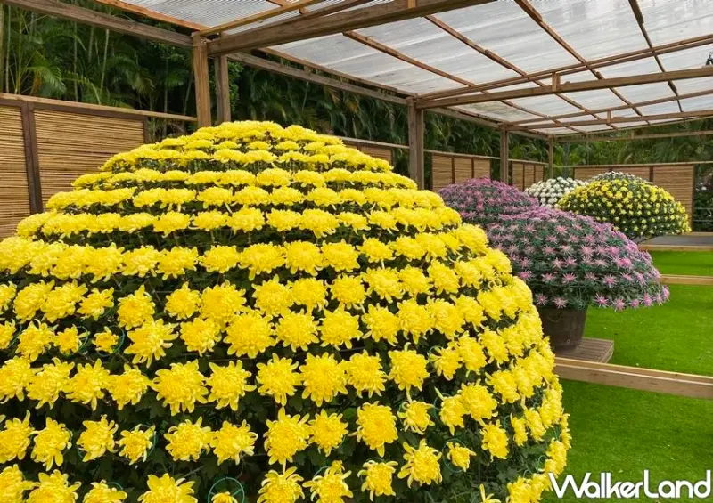 士林官邸菊展 / WalkerLand窩客島整理提供 未經許可不可轉載