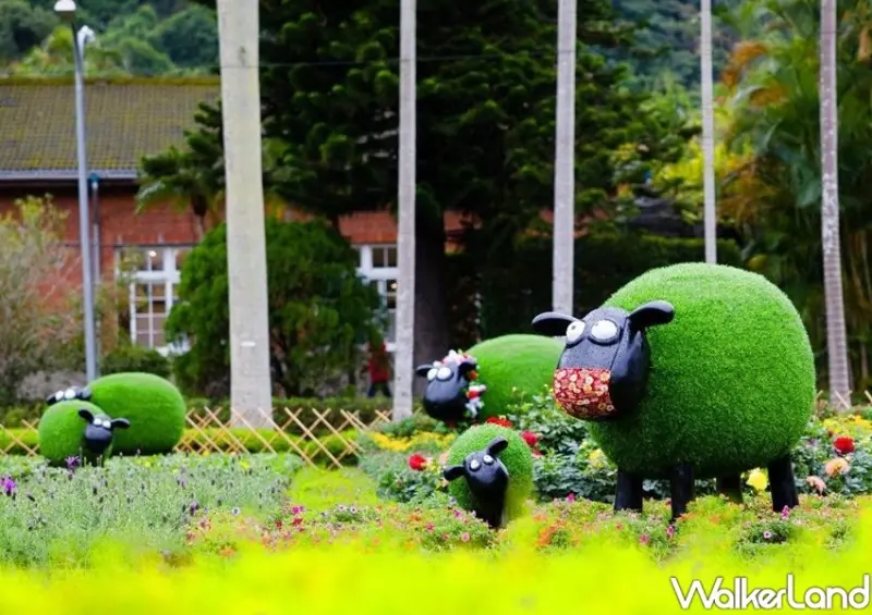 士林官邸菊展 / WalkerLand窩客島整理提供 未經許可不可轉載