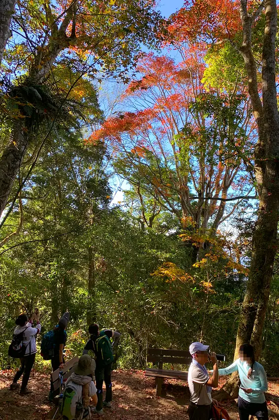 苗栗泰安登山步道推薦/ WalkerLand窩客島整理提供 未經許可不可轉載