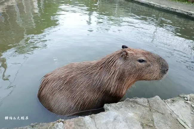 花鹿秘境-李家摸蜆農場/美食窩客 靜怡提供，未經許可，不得轉載。