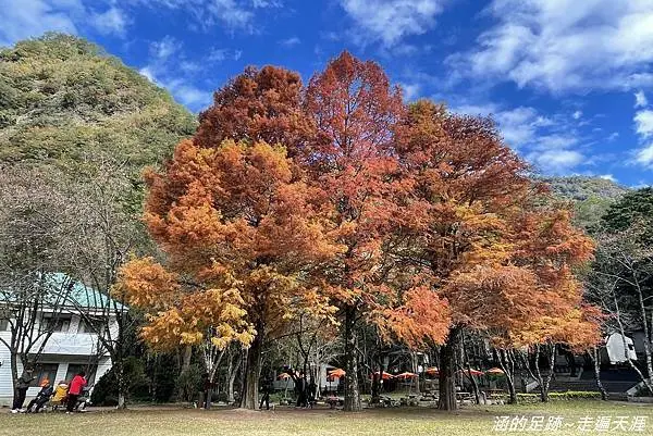 奧萬大國家森林遊樂區/ WalkerLand窩客島整理提供 未經許可不可轉載