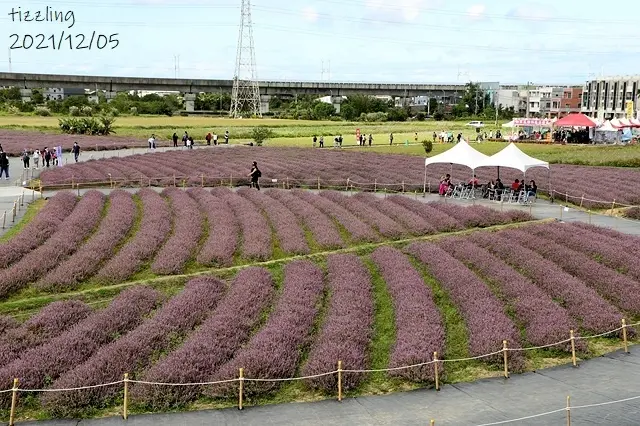 楊梅仙草花秘境/美食窩客 楊子陵 提供，未經許可，不得轉載。