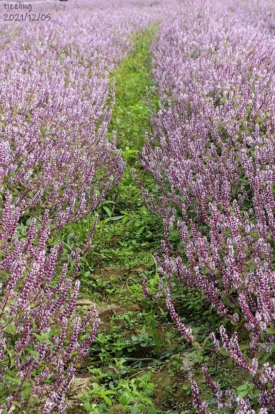 楊梅仙草花秘境/美食窩客 楊子陵 提供，未經許可，不得轉載。