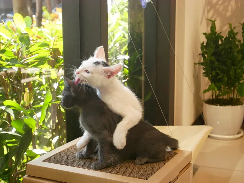 台中太平寵物咖啡廳，同時也是浪貓的中繼站，低消親切又不限用餐時間，很適合來下午茶