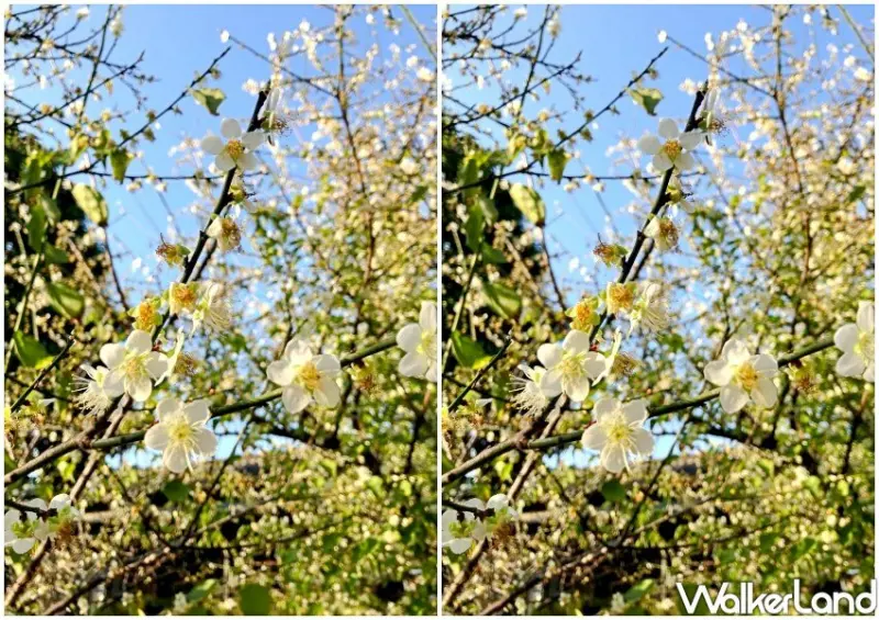 台北車站、日式梅花園「逸仙公園」/ WalkerLand窩客島整理提供 未經許可不可轉載