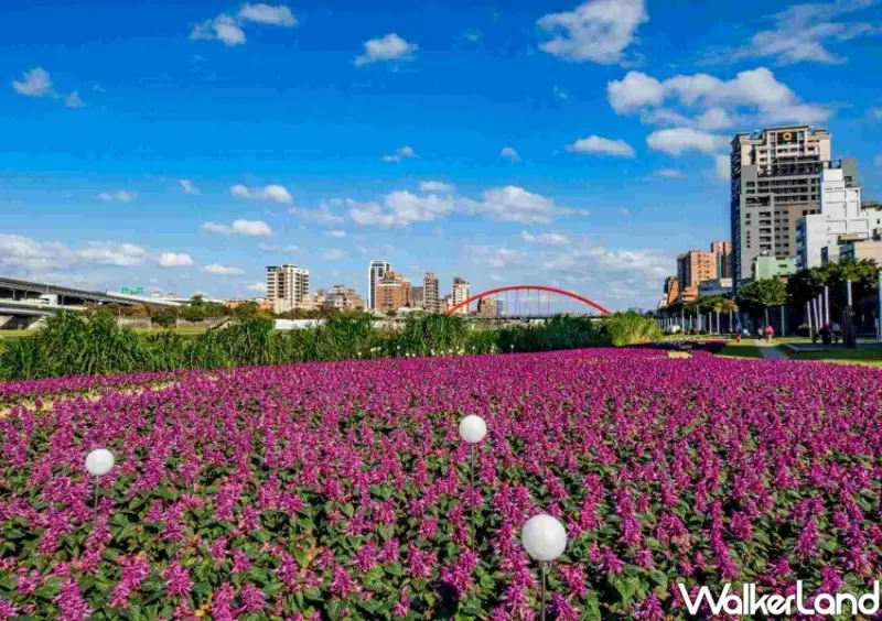 成美左岸河濱公園花海 / WalkerLand窩客島整理提供 未經許可不可轉載