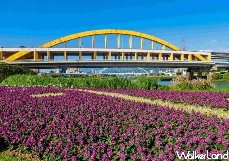 成美左岸河濱公園花海 / WalkerLand窩客島整理提供 未經許可不可轉載
