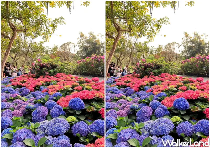 大安森林公園「臺北杜鵑花季」 / WalkerLand窩客島整理提供 未經許可不可轉載