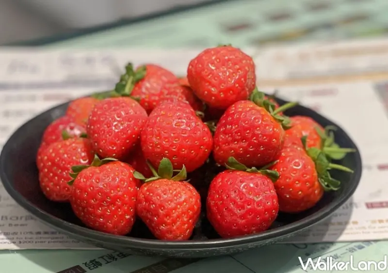 千葉火鍋 草莓季活動 / WalkerLand窩客島整理提供 未經許可，不得轉載