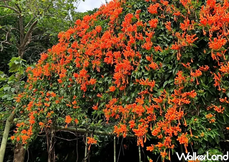 花博圓山園區「炮仗花瀑布花海」 / WalkerLand窩客島整理提供 未經許可不可轉載