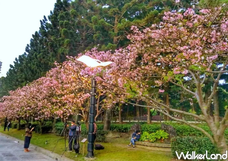 2023中正紀念堂櫻花季 / WalkerLand窩客島整理提供 未經許可不可轉載