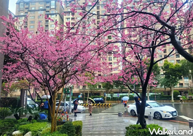 林口星巴克櫻花門市 / WalkerLand窩客島整理提供 未經許可不可轉載