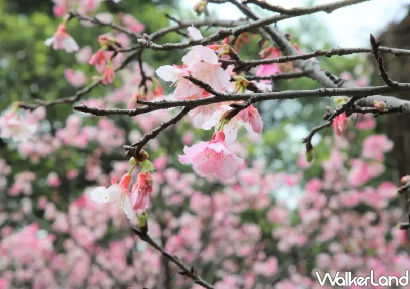 2022中正紀念堂櫻花季 / WalkerLand窩客島整理提供 未經許可不可轉載