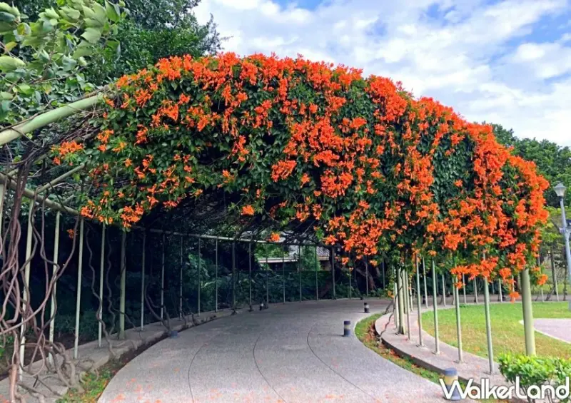 花博圓山園區「炮仗花瀑布花海」 / WalkerLand窩客島整理提供 未經許可不可轉載