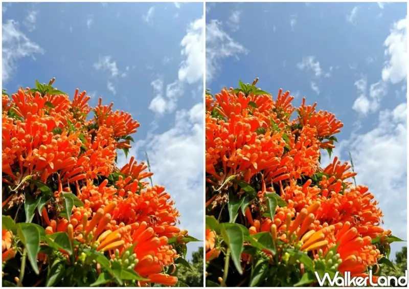 花博圓山園區「炮仗花瀑布花海」 / WalkerLand窩客島整理提供 未經許可不可轉載