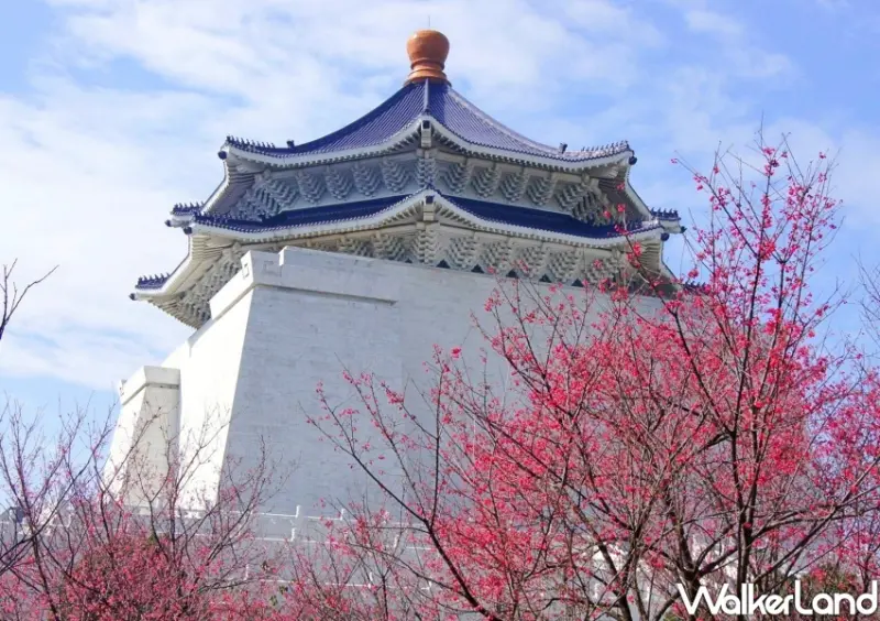 2024中正紀念堂櫻花季 / WalkerLand窩客島整理提供 未經許可不可轉載