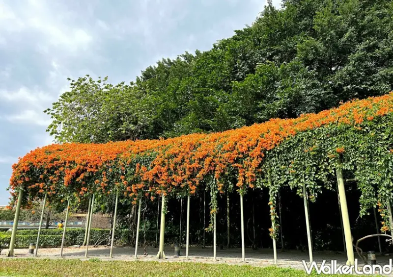 花博圓山園區「炮仗花瀑布花海」 / WalkerLand窩客島整理提供 未經許可不可轉載