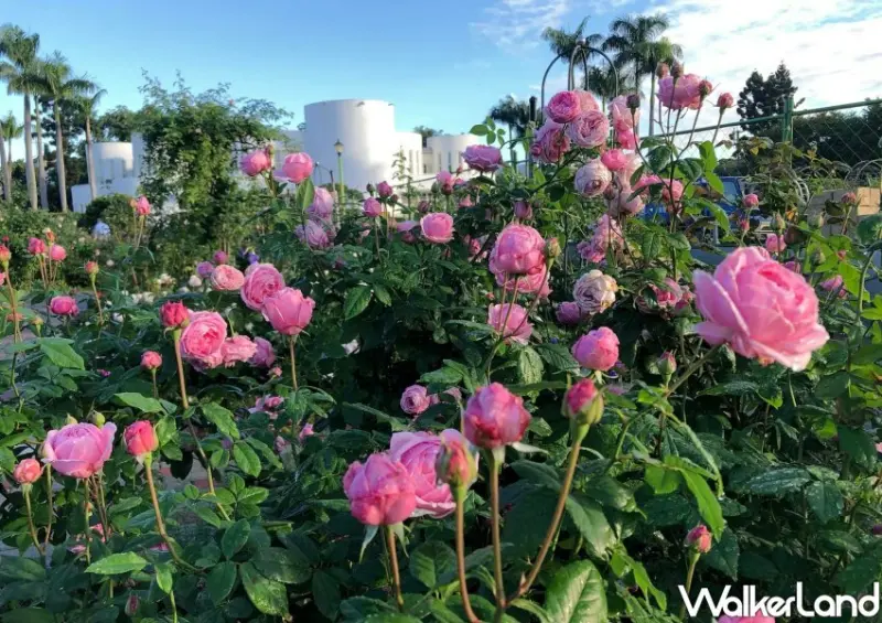 台北景點「台北玫瑰展 」 / WalkerLand窩客島整理提供 未經許可不可轉載