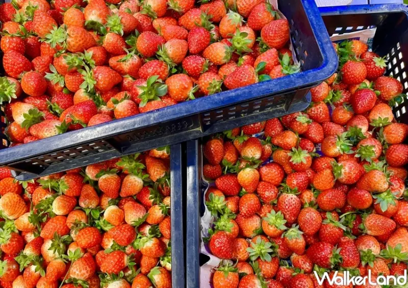 千葉火鍋 草莓季活動 / WalkerLand窩客島整理提供 未經許可，不得轉載
