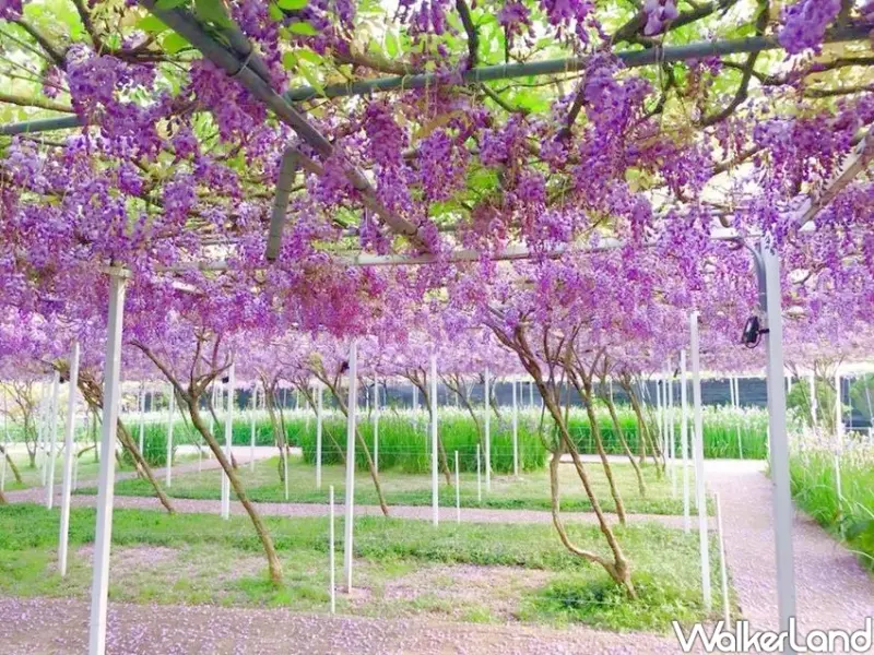 淡水「紫藤咖啡園」 / WalkerLand窩客島整理提供 未經許可不可轉載
