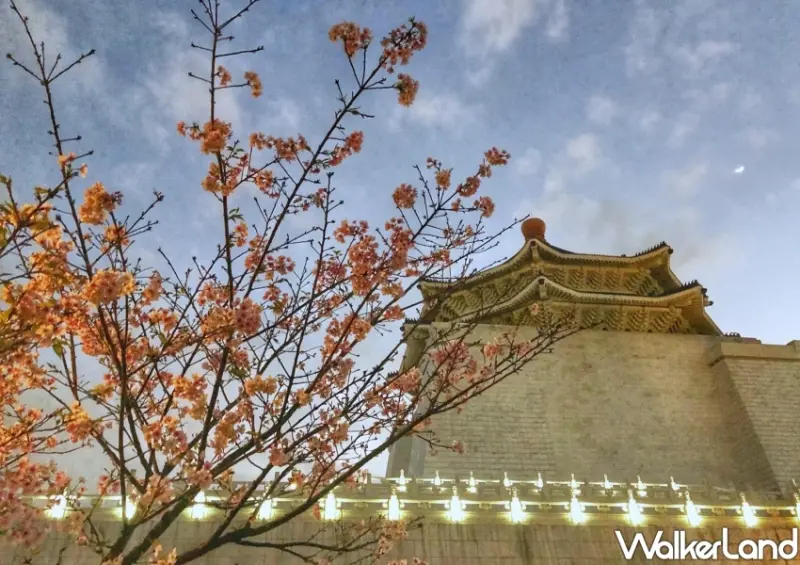 2024中正紀念堂櫻花季 / WalkerLand窩客島整理提供 未經許可不可轉載