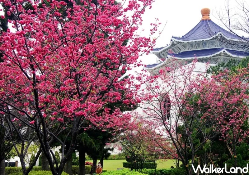 2024中正紀念堂櫻花季 / WalkerLand窩客島整理提供 未經許可不可轉載