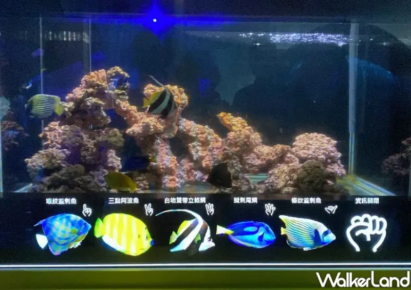 基隆海科館「潮境智能海洋館」 / WalkerLand窩客島整理提供 未經許可不可轉載