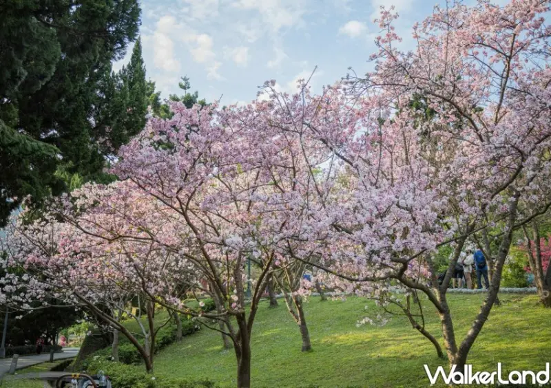 陽明山櫻花/ WalkerLand窩客島整理提供 未經許可不可轉載