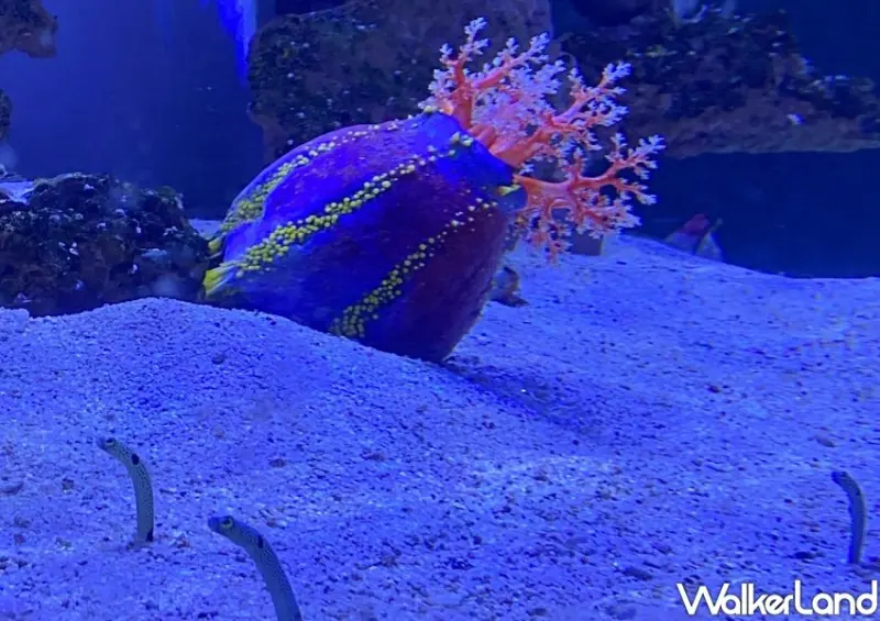 基隆海科館「潮境智能海洋館」 / WalkerLand窩客島整理提供 未經許可不可轉載