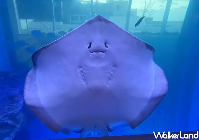基隆海科館「潮境智能海洋館」 / WalkerLand窩客島整理提供 未經許可不可轉載