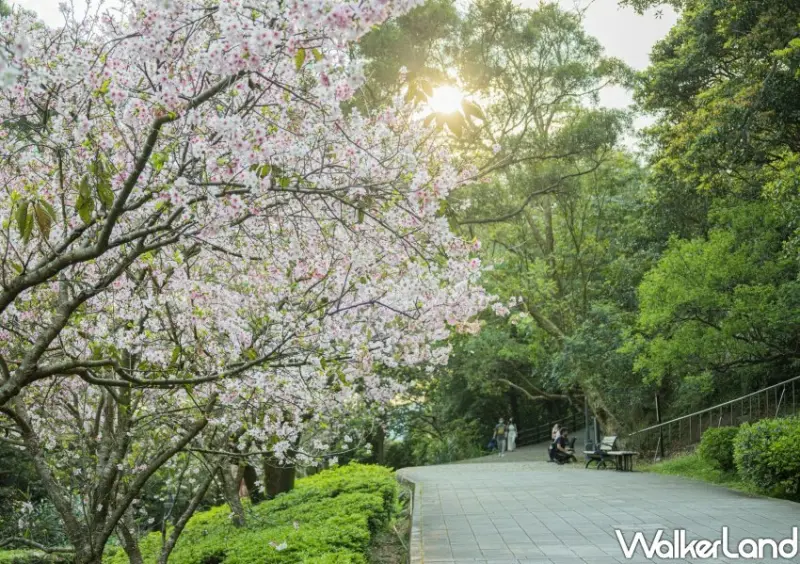 陽明山櫻花/ WalkerLand窩客島整理提供 未經許可不可轉載