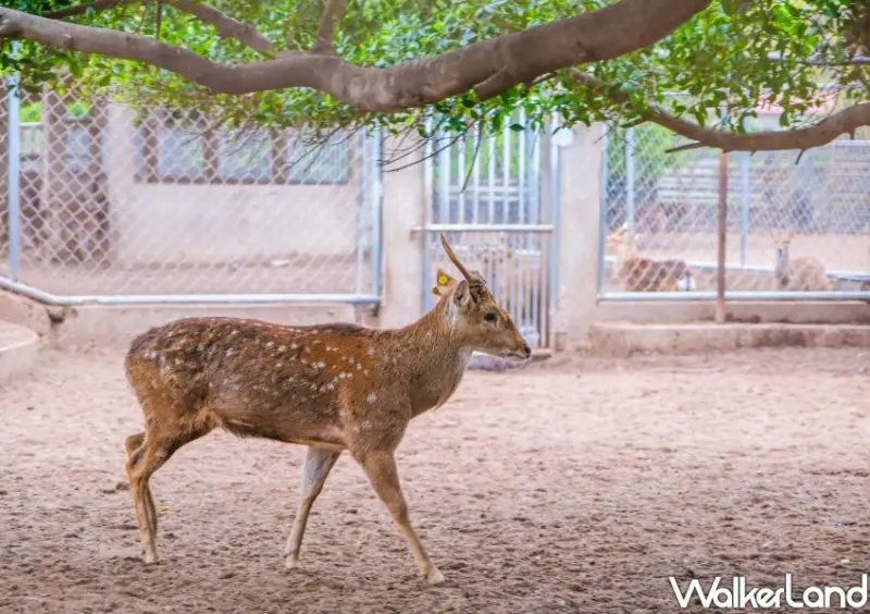 金門景點旅遊 / WalkerLand窩客島整理提供 未經許可不可轉載