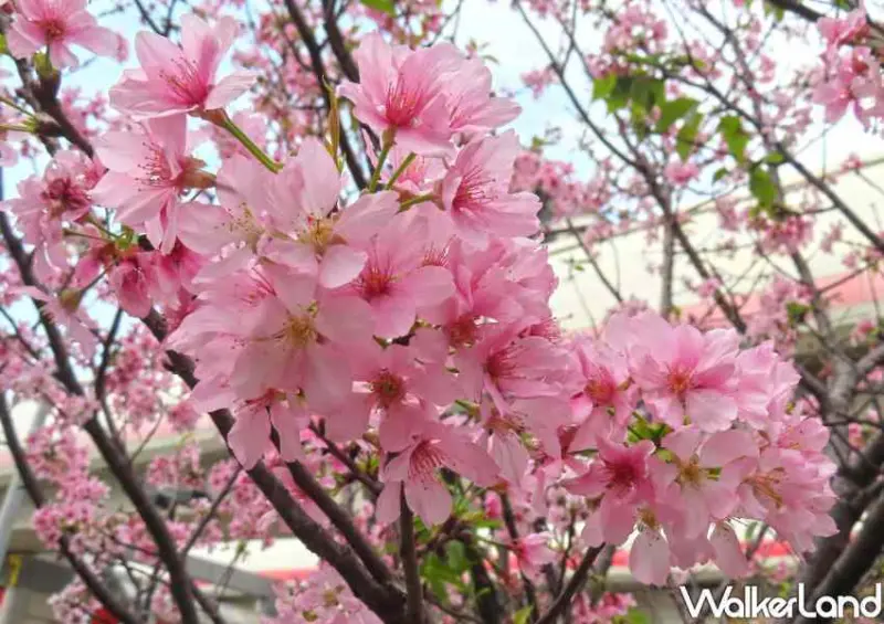 台北櫻花步道 / WalkerLand窩客島整理提供 未經許可不可轉載