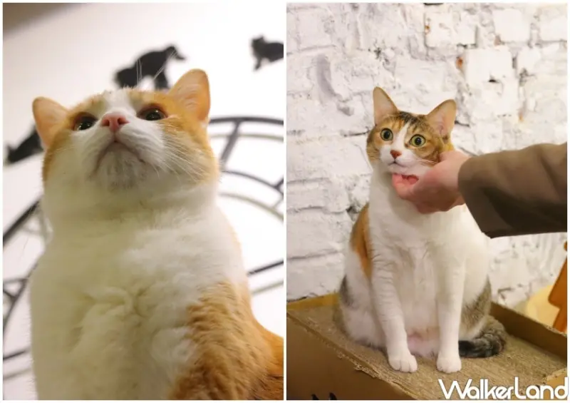 Toast Chat / WalkerLand窩客島提供 未經許可，不得轉載