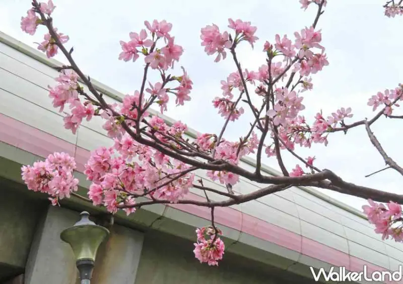 台北櫻花步道 / WalkerLand窩客島整理提供 未經許可不可轉載