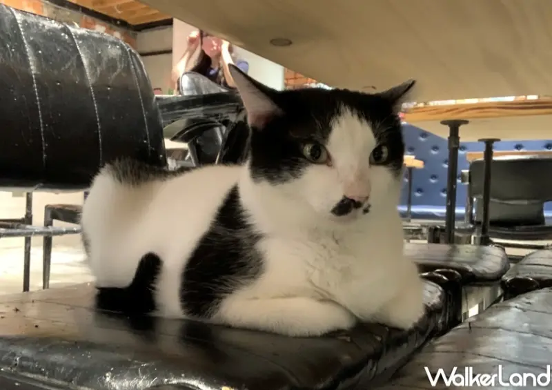 貓那邊 / WalkerLand窩客島提供 未經許可，不得轉載