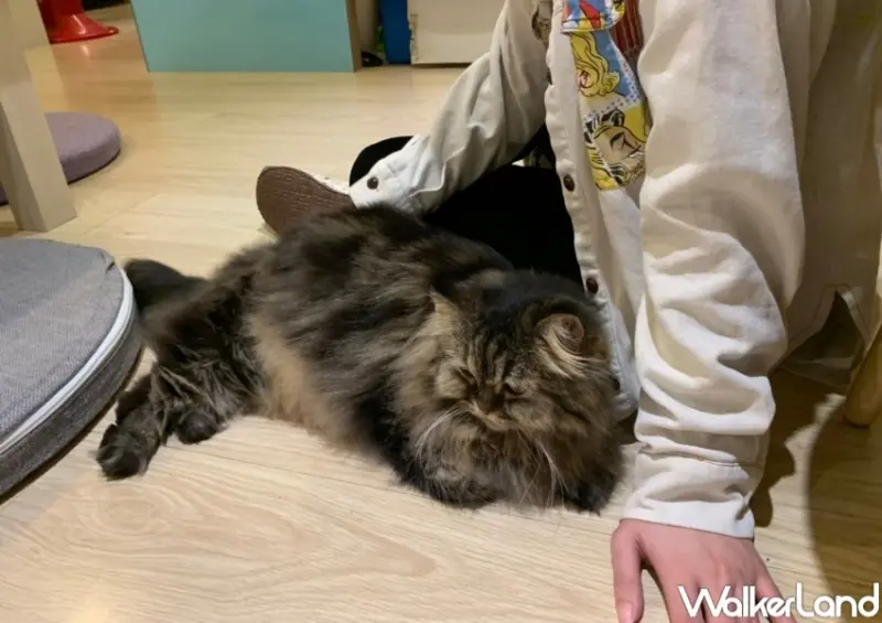 貓欸Camulet / WalkerLand窩客島提供 未經許可，不得轉載