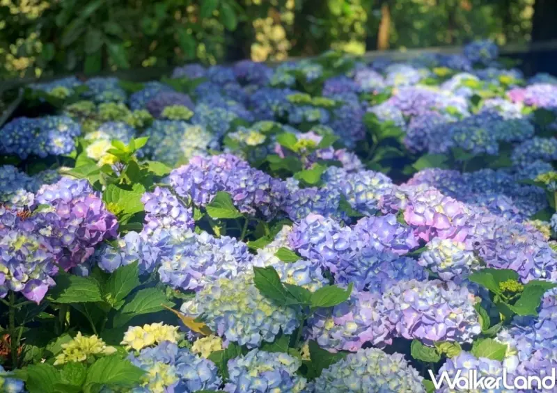 薰衣草森林 繡球花賞 復古動物派對 / WalkerLand窩客島整理提供 未經許可，不得轉載